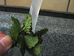 Infusion de menthe et thym aux épices - 1.2