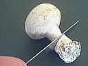 Champignons farcis - 3.1