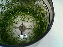 Roussette aux légumes - 3.2