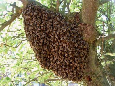 Image : Miel - Les abeilles