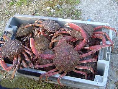 Photo : Cagette d'araignées de mer