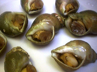 Photo : des bûlots ou buccin