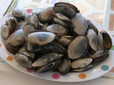 Image : Clam - Assiette de clams