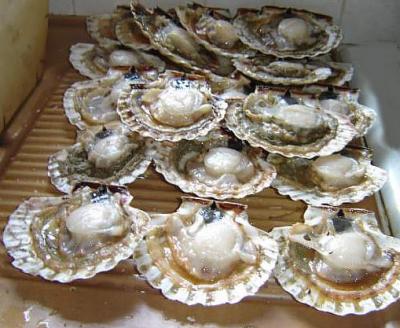 Image : Mollusques marins - Coquilles Saint Jacques