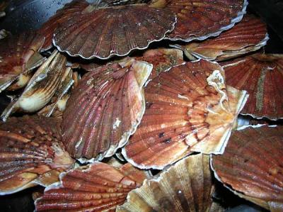 coquilles saint Jacques