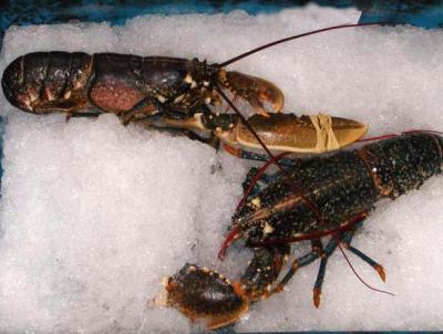 Image : Homard - Homards