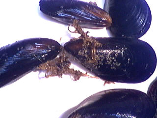 moules