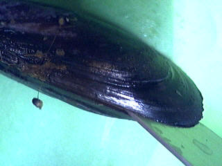 moule