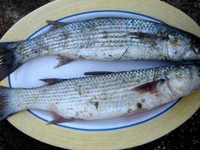 Image : Vitamine B12 - Un plat de mulets frais