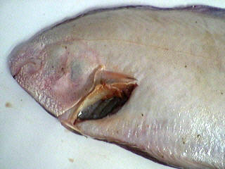 Sole fraîche