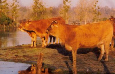 vache limousine