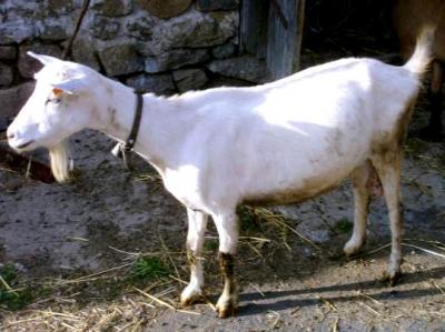 chèvre