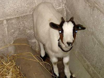 chèvre