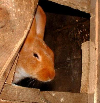 Image : Lapin - Le lapin dans sa cage