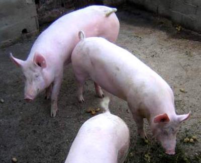 Porcs