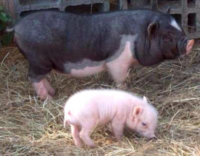 Image : Porc - un porc