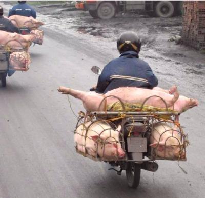 Image : Abattoir - Transport de porc en moto aux abattoirs