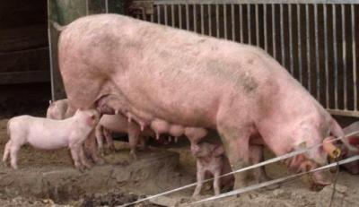 Une famille de porc