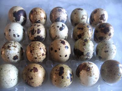 Image : Oeuf de caille - Oeufs de caille