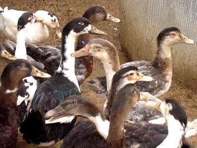 canards