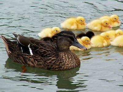 canard