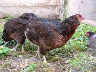 Poules