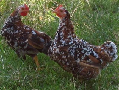 Photo : Poules