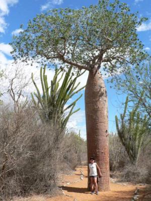 Image : Baobab - Baobab