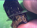 Moules à la crème - 3.2