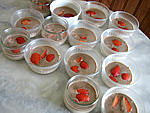 Lait fraises au chocolat et meringue - 7.1