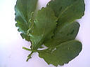 Omelette aux feuilles de radis - 1.2