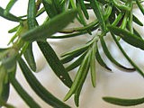 Velouté crémeux aux herbes - 4.1