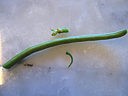 Velouté de haricots verts minceur - 2.1