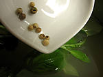 Oeufs au vinaigre - 8.2