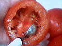 Tomates farcies - 3.2