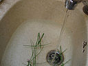 Purée de pois chiche - 4.2