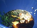Salade aux pissenlits - 3.1