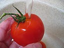 Sauce tomates aux herbes - 8.1