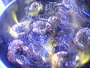 Salade tiède de moules aux primevères - 3.2