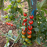 Grappes de tomates cocktail