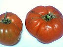 Tomate Marmande