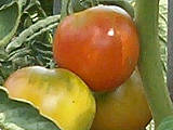 Tomates Montfavet