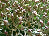 germes soja
