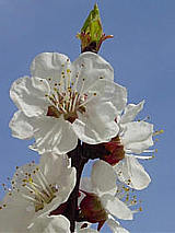 fleurs d'abricots