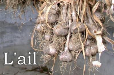 Image : Ail - Gousses et têtes de l'ail