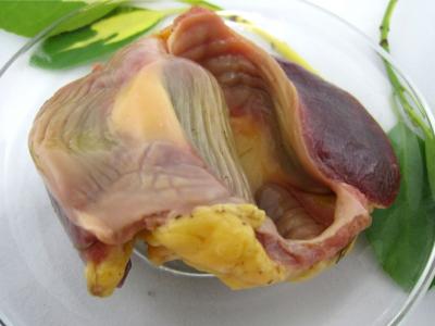 gésier poulet nettoyé