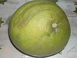 pamplemousse