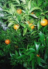 mandarinier