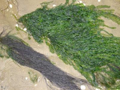 Photo : algues dans le sable