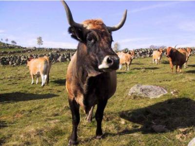 Image : Amourette - Boeuf dans son pré